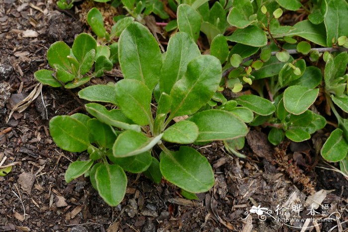 詹姆斯绒毛蓼Eriogonum jamesii