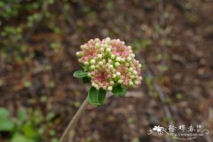 詹姆斯绒毛蓼Eriogonum jamesii