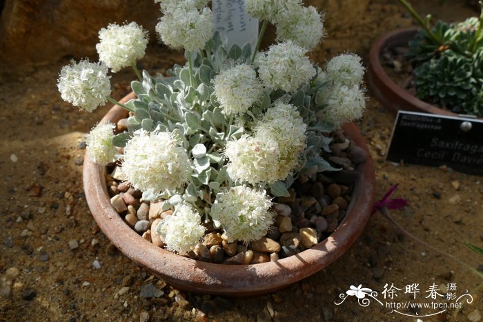 ‘惠灵顿’匙叶绒毛蓼Eriogonum ovalifolium ‘Wellington Form