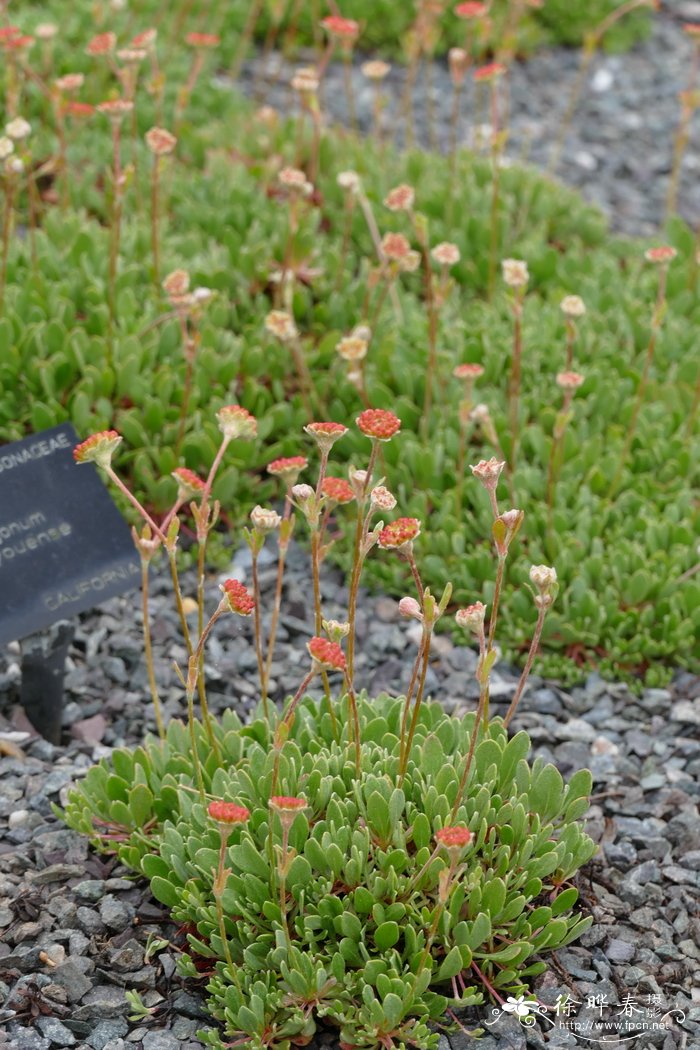 Eriogonum siskiyouense