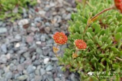 Eriogonum siskiyouense