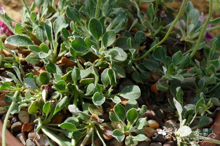 多花绣毛蓼 Eriogonum umbellatum var. polyanthum