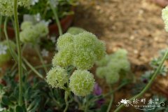 多花绣毛蓼 Eriogonum umbellatum var. polyanthum