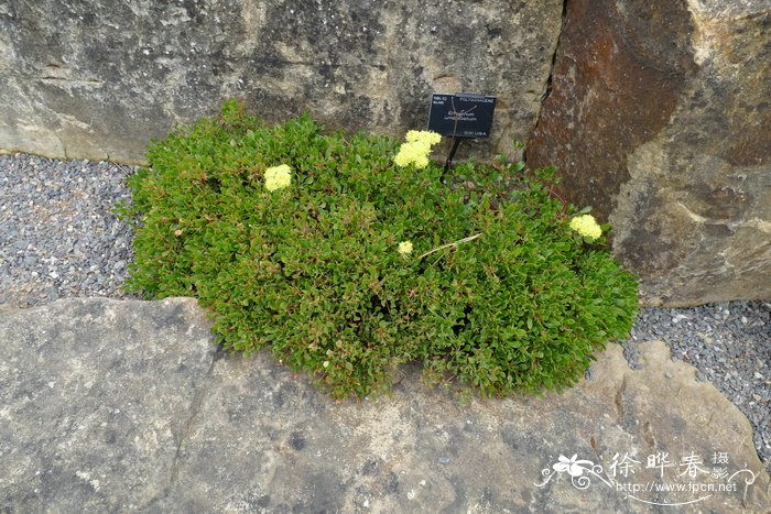 伞花绒毛蓼 Eriogonum umbellatum