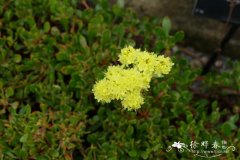 伞花绒毛蓼 Eriogonum umbellatum