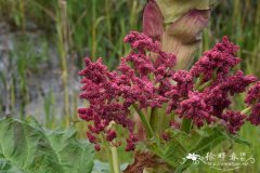 掌叶大黄Rheum palmatum