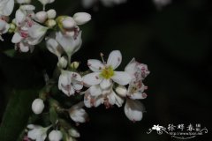 金荞麦Fagopyrum cymosum