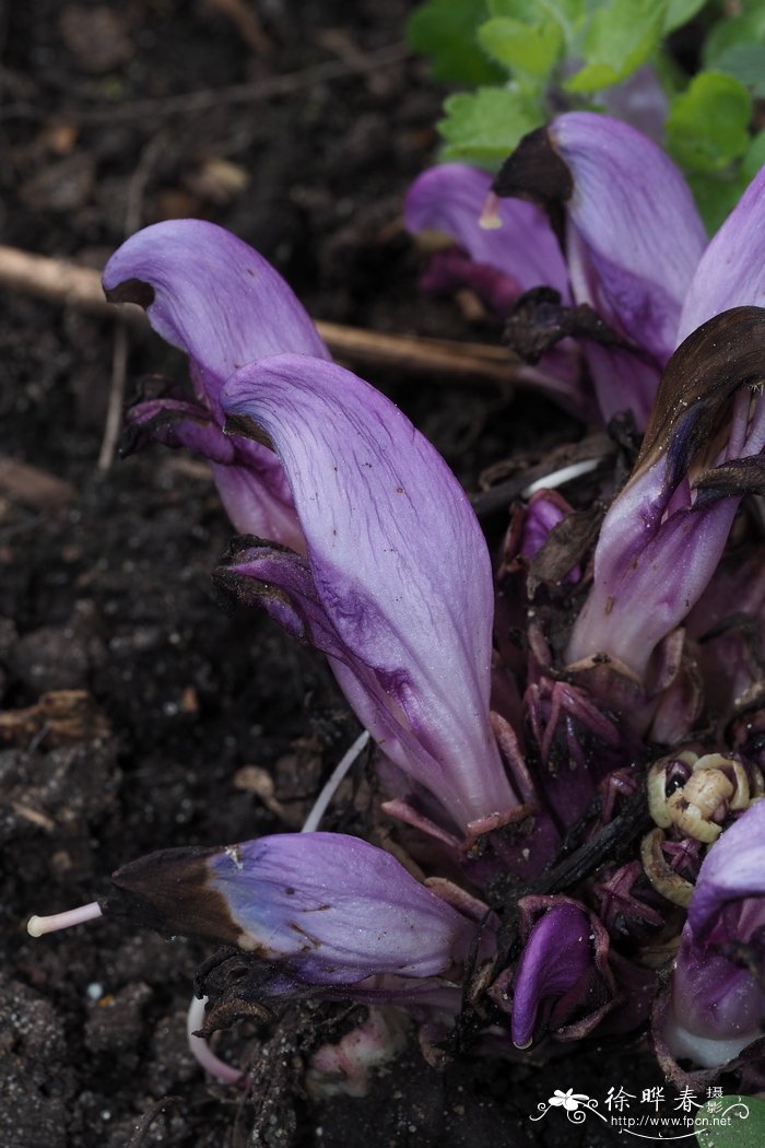 蔽花齿鳞草Lathraea clandestina