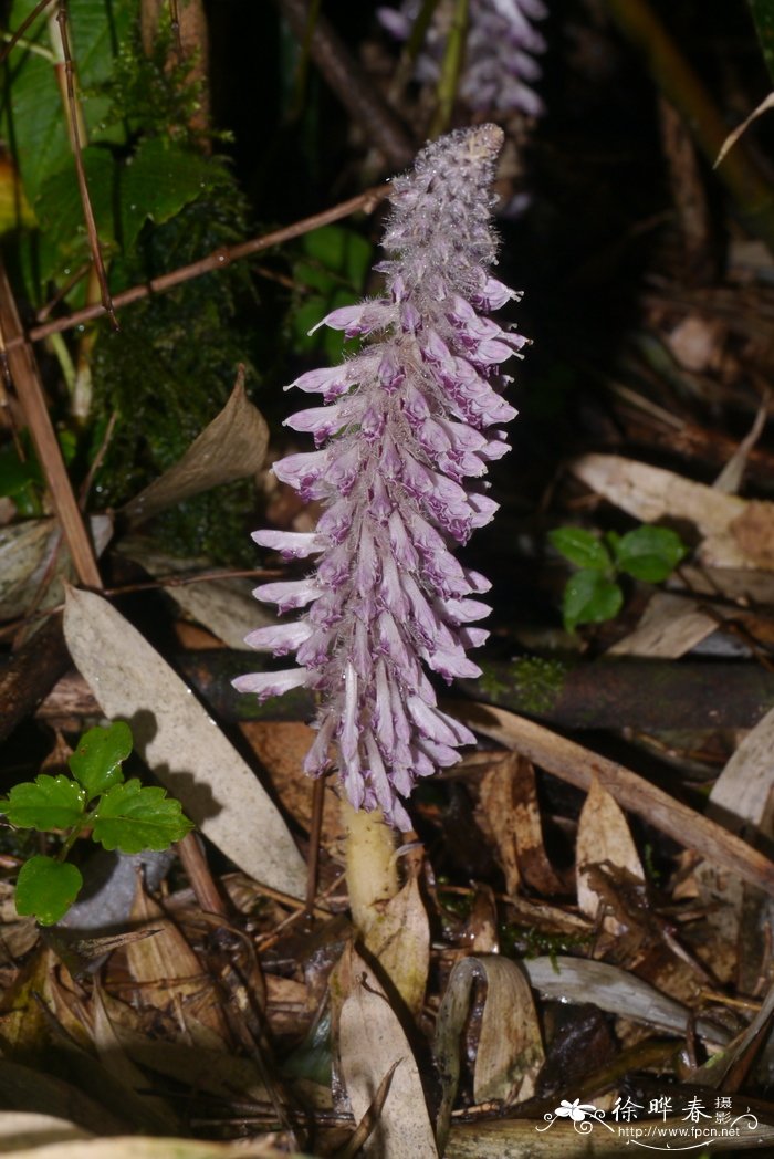 齿鳞草Lathraea japonica