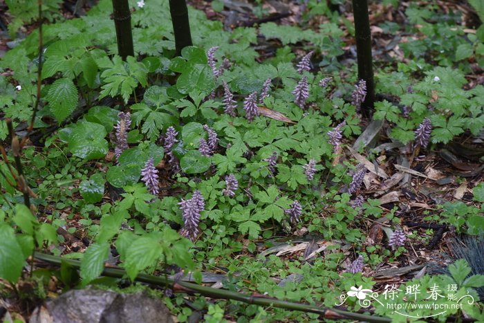 齿鳞草Lathraea japonica