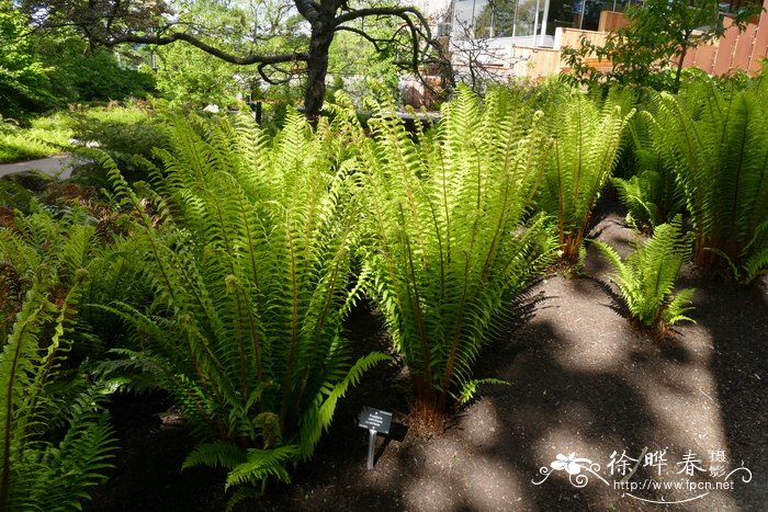 革叶鳞毛蕨Dryopteris wallichiana subsp. coriacea