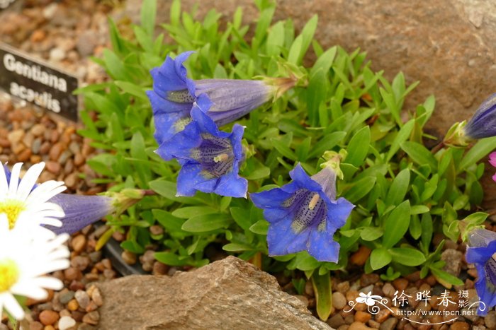 无茎龙胆Gentiana acaulis