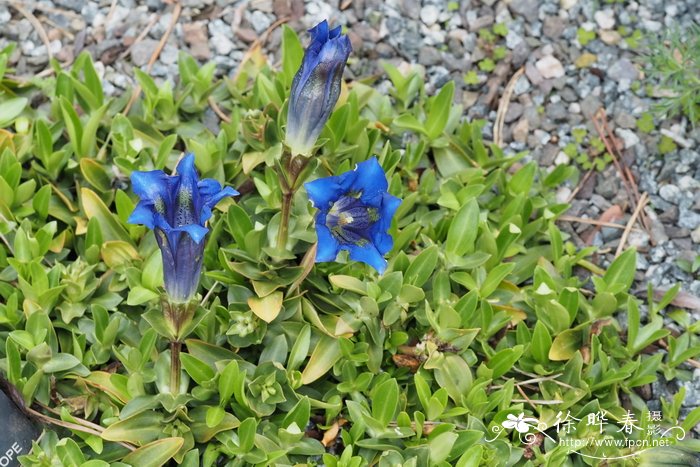 克里特龙胆 Gentiana clusii