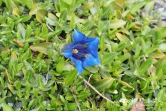 克里特龙胆 Gentiana clusii