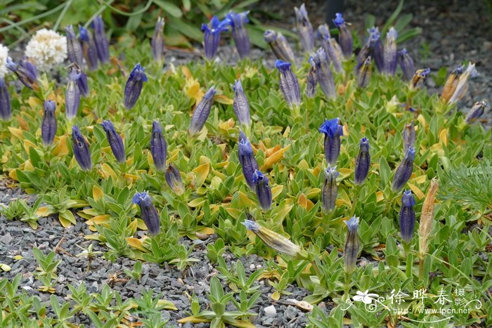 西方龙胆 Gentiana occidentalis