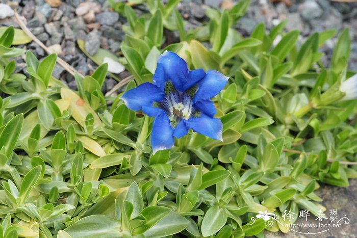 西方龙胆 Gentiana occidentalis