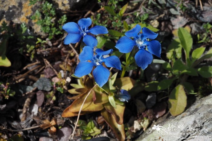 春龙胆Gentiana verna