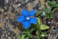 春龙胆Gentiana verna