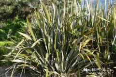 麻兰 Phormium tenax