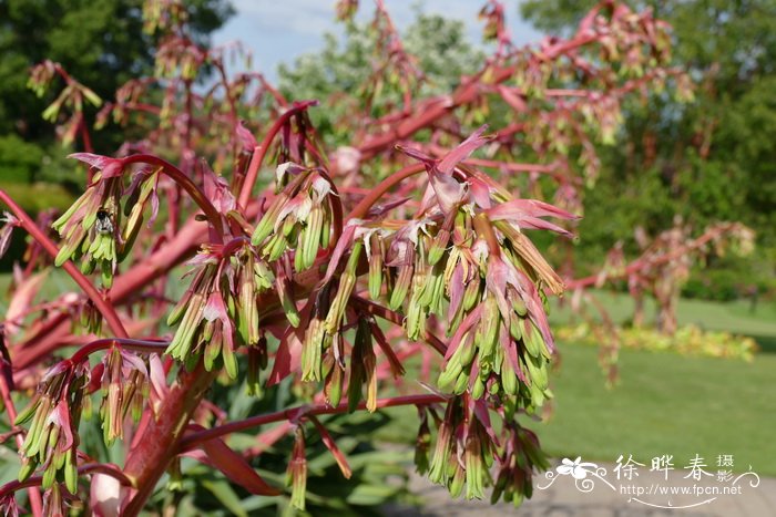 丝兰叶龙荟兰Beschorneria yuccoides