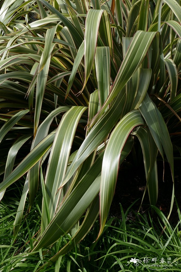 '三色'山麻兰Phormium cookianum 'Tricolor'