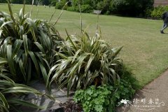 '三色'山麻兰Phormium cookianum 'Tricolor'