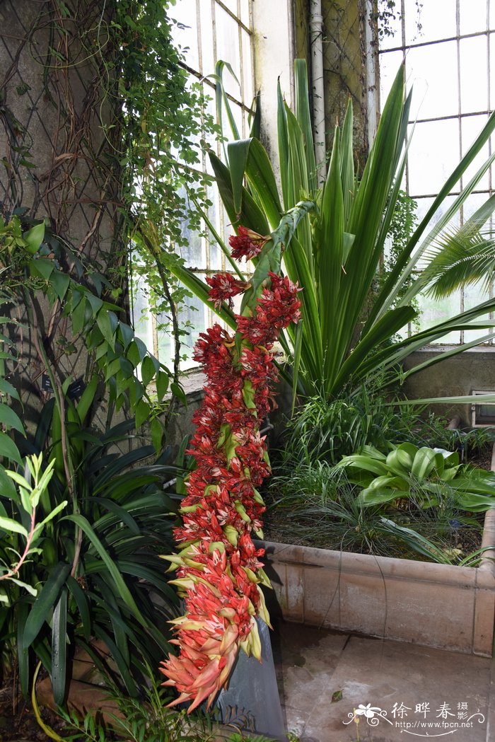 矛花 Doryanthes palmeri