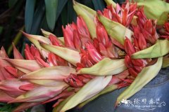 矛花 Doryanthes palmeri