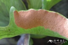 何其美鹿角蕨 Platycerium holttumii