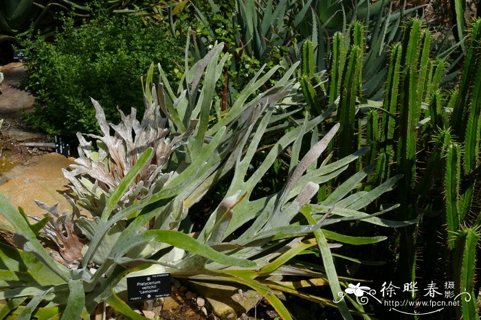 '莱莫恩'鹿角蕨 Platycerium veitchii 'Lemoinei'