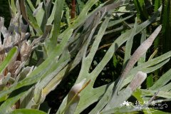 '莱莫恩'鹿角蕨 Platycerium veitchii 'Lemoinei'