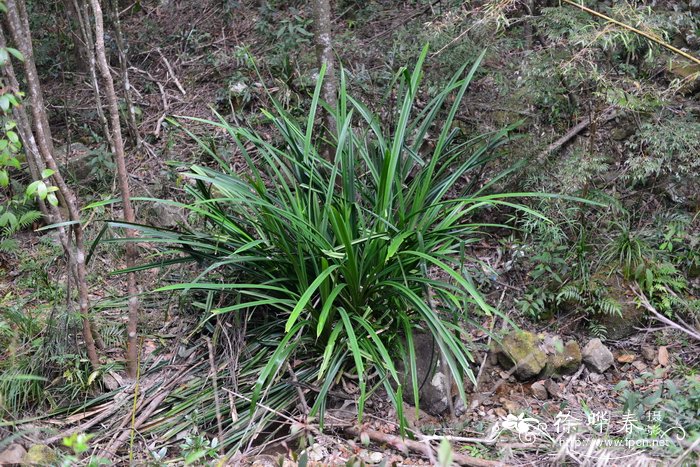 露兜草 Pandanus austrosinensis