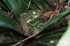 露兜草 Pandanus austrosinensis