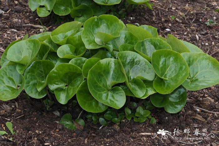 北美细辛 Asarum canadense