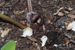 北美细辛 Asarum canadense