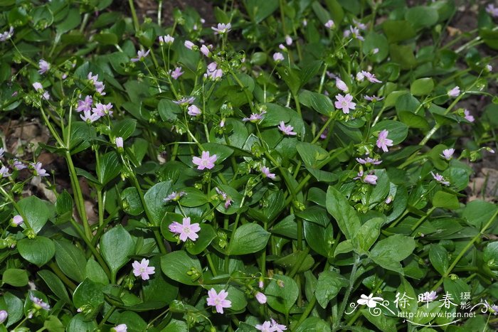 西伯利亚春美草Claytonia sibirica