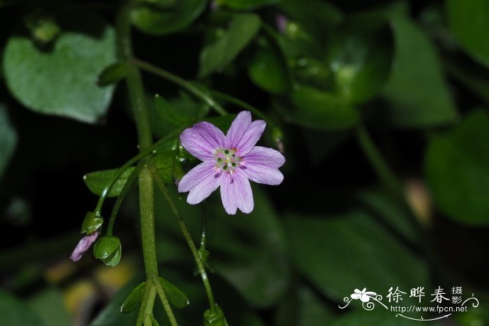 西伯利亚春美草Claytonia sibirica