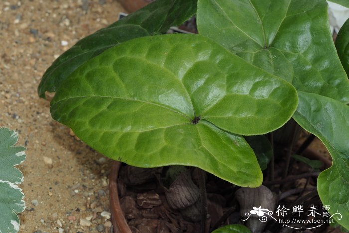 风铃细辛Asarum campaniflorum