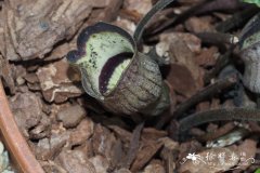 风铃细辛Asarum campaniflorum