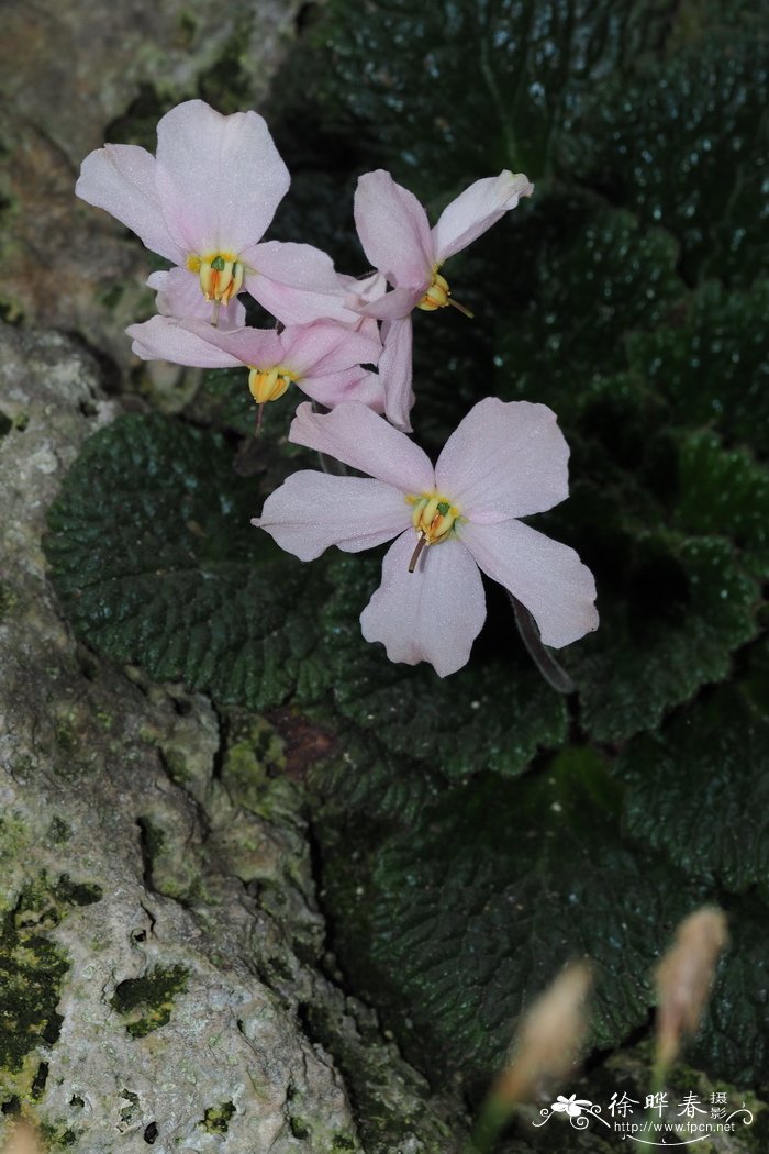 纳瑟莉欧洲苣苔 Ramonda nathaliae