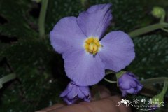 纳瑟莉欧洲苣苔 Ramonda nathaliae