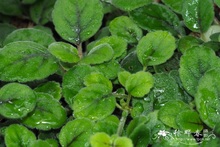 石竹花状喜荫花Episcia dianthiflora