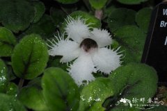 石竹花状喜荫花Episcia dianthiflora