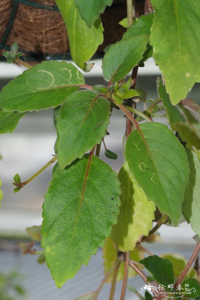 褐斑喜荫花 Episcia punctata