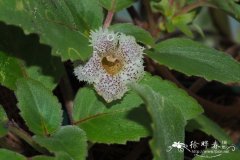 褐斑喜荫花 Episcia punctata