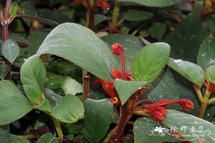 毛花艳斑岩桐 Kohleria eriantha