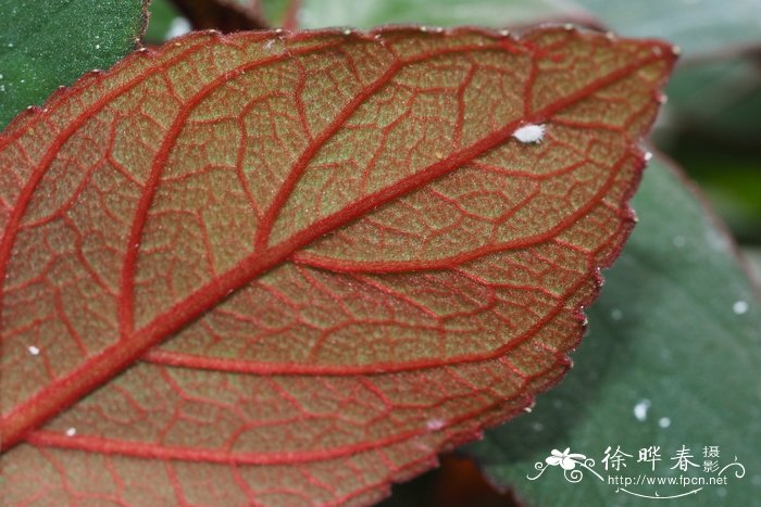 毛花艳斑岩桐 Kohleria eriantha