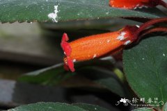 毛花艳斑岩桐 Kohleria eriantha