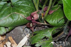 长尾细辛Asarum caudatum