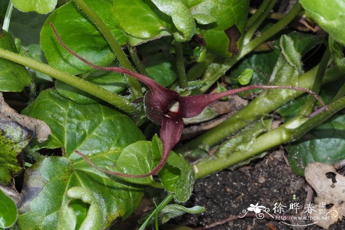 长尾细辛Asarum caudatum